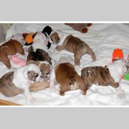 buldog i mops štenci besplatni mali oglasi