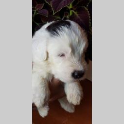 bobtail štenci prodaja besplatni mali oglasi