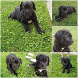cane corso štenci,izložbenog potencijala besplatni mali oglasi