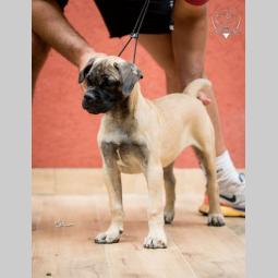 ženska štenad bullmastiff a besplatni mali oglasi