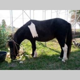poni konji ženskog pola besplatni mali oglasi