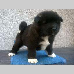 američka akita štenad besplatni mali oglasi