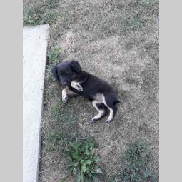 poklanjam terijera i štene mešanca besplatni mali oglasi