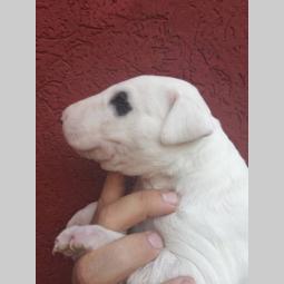 bull terrier štenci šampionskog porekla besplatni mali oglasi