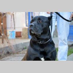 mužjak cane corso besplatni mali oglasi