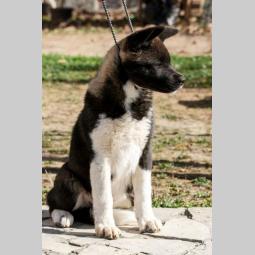 američka akita štenci besplatni mali oglasi