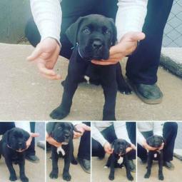 cane corso štene besplatni mali oglasi