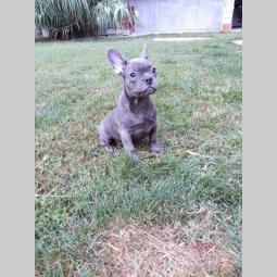 francuski buldog prelepi štenci besplatni mali oglasi