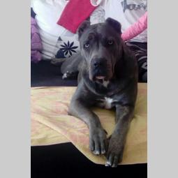 cane corso štenci besplatni mali oglasi