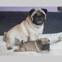 mops štenci besplatni mali oglasi