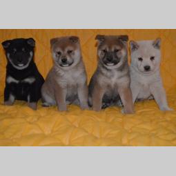 shiba inu štenci besplatni mali oglasi