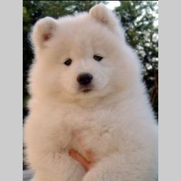 samojed i sibirski haski štenci besplatni mali oglasi
