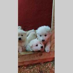beli švajcarski ovčar rezervacija štenaca  besplatni mali oglasi