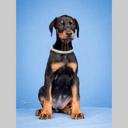 doberman štenci vrhunskog kvaliteta besplatni mali oglasi