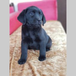 labrador retriver vrhunska ženkica besplatni mali oglasi