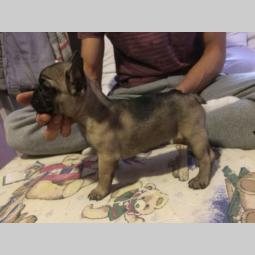 francuski buldog štenci bez boje besplatni mali oglasi