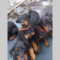 rotvajler i doberman besplatni mali oglasi
