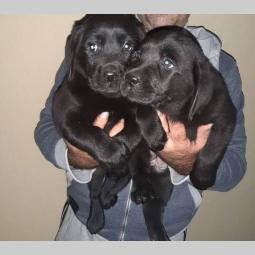 labrador prelepi štenci besplatni mali oglasi