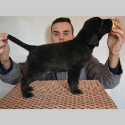 labrador retriver štenci izložbenog potencijala besplatni mali oglasi