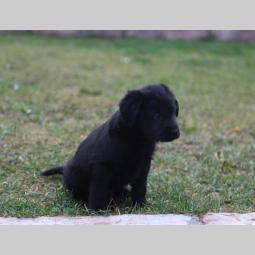 štenci čistokrvnih labradora besplatni mali oglasi