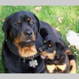 rotvajler i doberman štenci besplatni mali oglasi