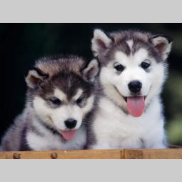 samojed i sibirski haski štenci besplatni mali oglasi