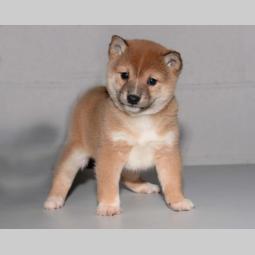 akita inu i šiba inu štenci besplatni mali oglasi