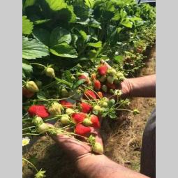 na prodaju sadnice jagode i maline besplatni mali oglasi