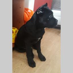 cane corso štene na prodaju besplatni mali oglasi