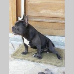 plavi francuski buldog besplatni mali oglasi