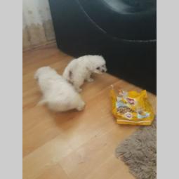 štenad kovrdžavog bišona besplatni mali oglasi