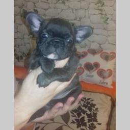 francuski buldog, spremni za novi dom besplatni mali oglasi