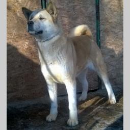 američka akita, zrela ženka besplatni mali oglasi