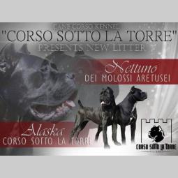 cane corso kvalitetnih krvnih linija besplatni mali oglasi
