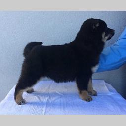 na prodaju prelepi štenci rase shiba inu besplatni mali oglasi