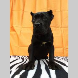 cane corso štenci šampionskog porekla besplatni mali oglasi