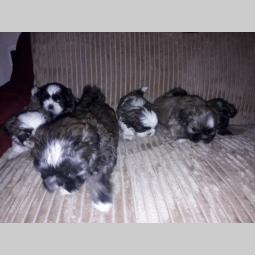 šicu (shihtzu) štenci izuzetnog kvaliteta besplatni mali oglasi