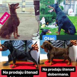 doberman štenci šampionskog porekla besplatni mali oglasi