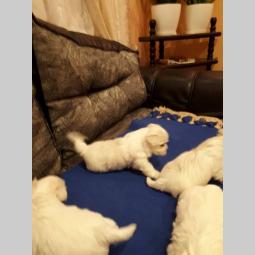 štenad maltezera besplatni mali oglasi