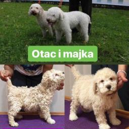 lagoto štenci na prodaju besplatni mali oglasi