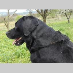 crna ženka labradora stara 3 godine besplatni mali oglasi