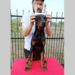 doberman štenci besplatni mali oglasi