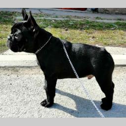 francuski buldog muško izložbeno štene besplatni mali oglasi