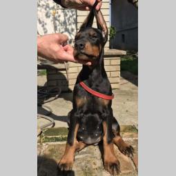 doberman štenci vrhunskog porekla besplatni mali oglasi