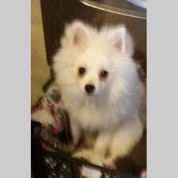 pomeranka besplatni mali oglasi