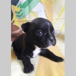 francuski buldog štenci vrhunskog porekla besplatni mali oglasi