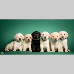 labrador retriver štenci vrhunskog porekla besplatni mali oglasi