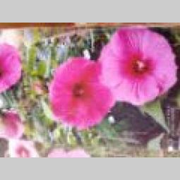 prodaja kineskog hibiskusa besplatni mali oglasi