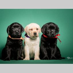 labrador retriver štenci šampionskog porekla besplatni mali oglasi