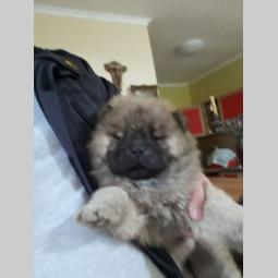 chow chow štenci, oba pola besplatni mali oglasi